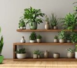 Bet on plants for a natural atmosphere